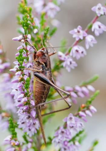 Antaxius sp.