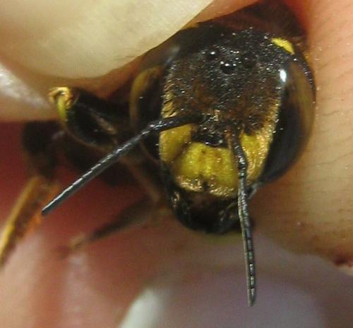 Anthidium florentinum