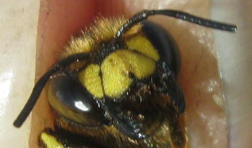 Anthidium florentinum