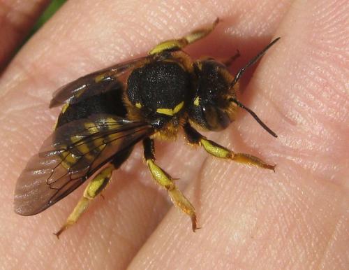 Anthidium florentinum