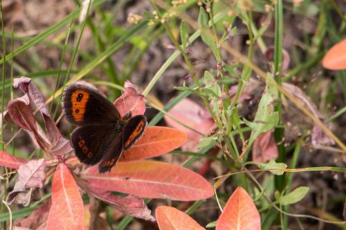 Erebia neoridas