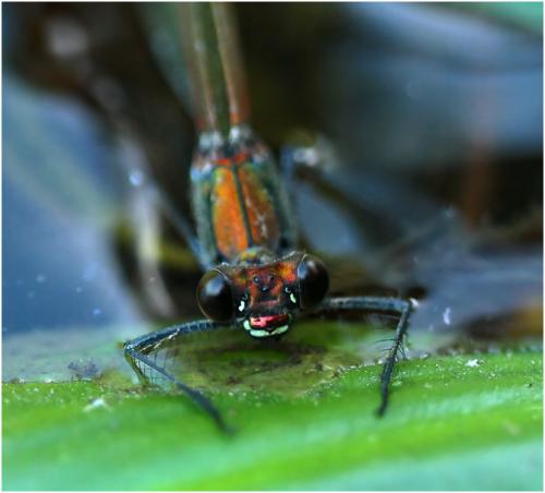 Calopteryx splendens