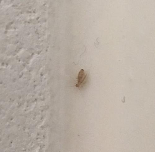 Dorypteryx sp.