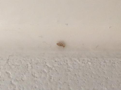 Réf. 169 315 : Dorypteryx sp.