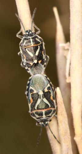 Eurydema lundbladi