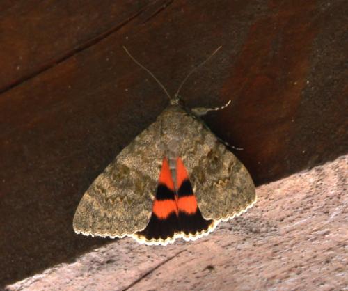 Réf. 169 720 : Catocala elocata