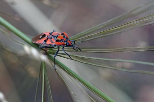 Spilostethus pandurus
