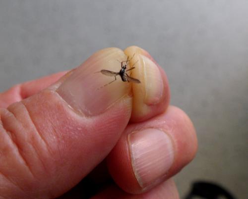 Aedes albopictus