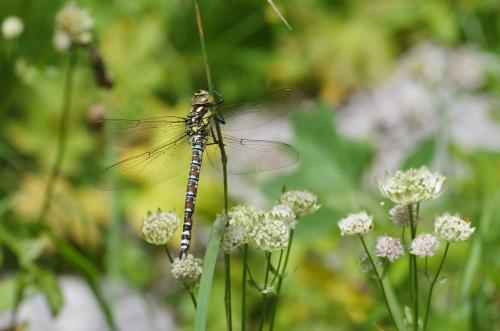 Aeshna cyanea
