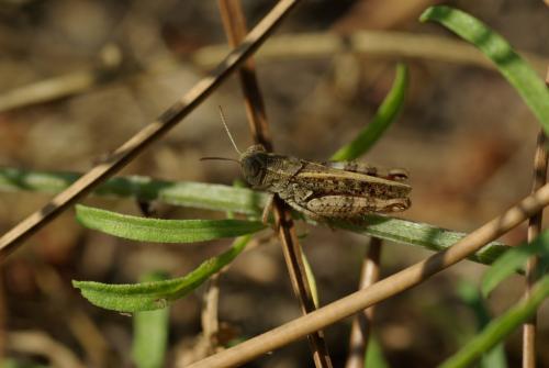 Calliptamus sp.