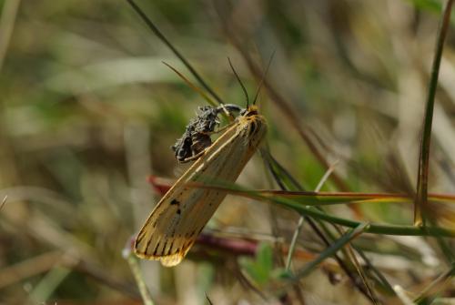Réf. 169 363 : Coscinia striata