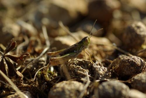 Omocestus petraeus