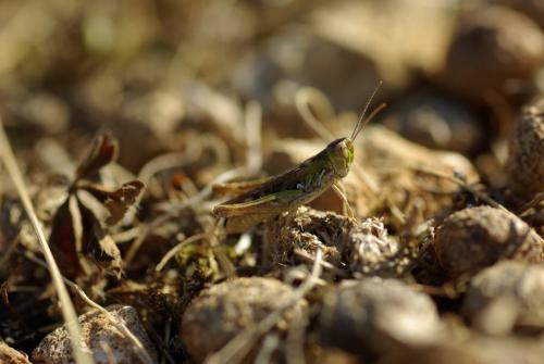 Réf. 169 896 : Omocestus petraeus