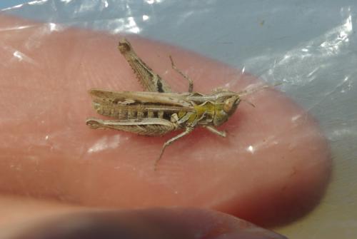 Omocestus petraeus
