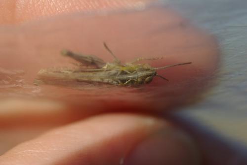 Omocestus petraeus