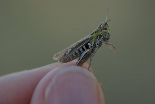 Omocestus petraeus