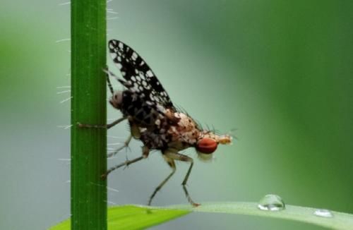 Réf. 169 543 : Trypetoptera punctulata