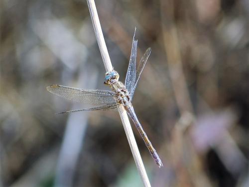 Orthetrum coerulescens