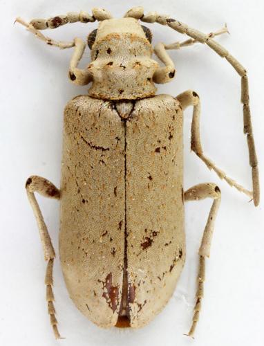 Réf. 169 524 : Scaleptinus squamulosus