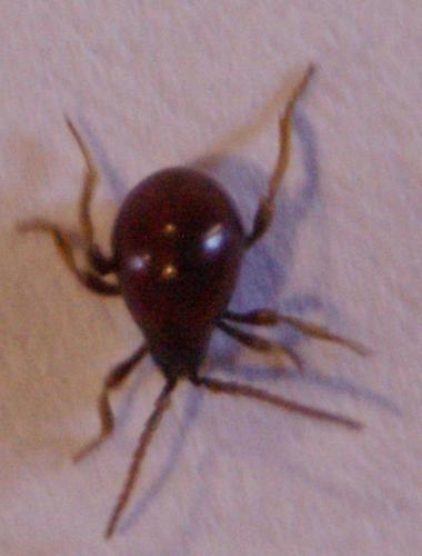 Gibbium sp.