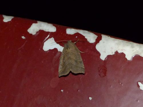 Réf. 169 816 : Ipimorpha retusa