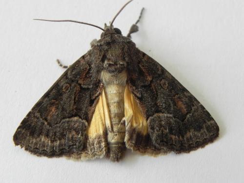 Réf. 169 166 : Thalpophila matura