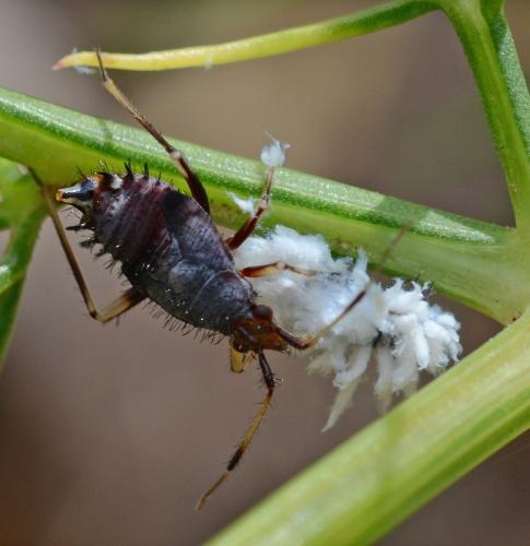 Réf. 169 801 : Deraeocoris ruber