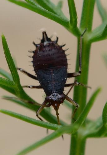 Deraeocoris ruber