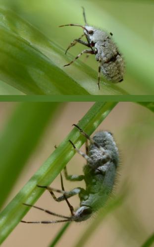 Réf. 169 803 : Deraeocoris sp.