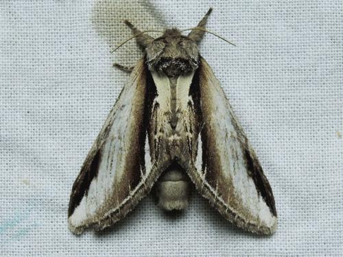Réf. 169 427 : Pheosia gnoma
