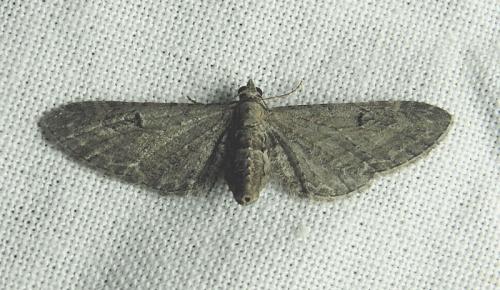 Eupithecia innotata