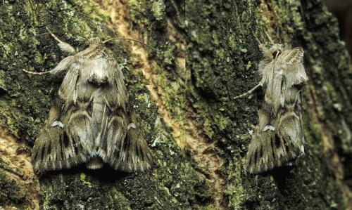 Calophasia lunula