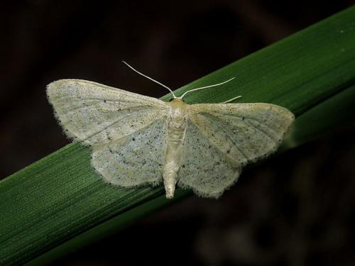 Idaea sylvestraria