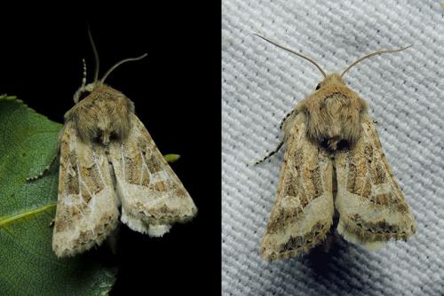 Réf. 169 597 : Luperina dumerilii