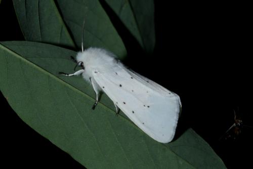 Réf. 169 263 : Spilosoma urticae