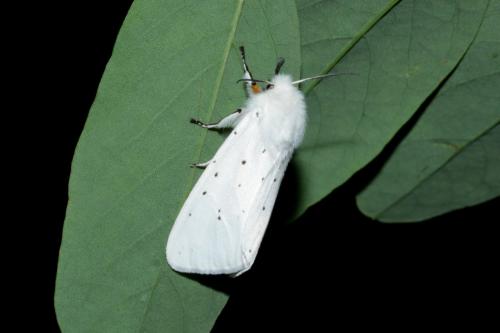 Réf. 169 264 : Spilosoma urticae