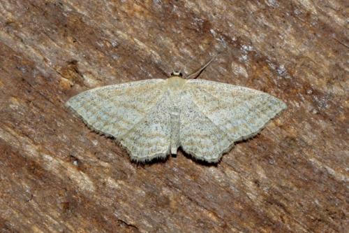 Réf. 169 191 : Scopula virgulata