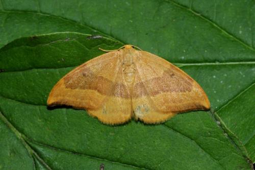 Watsonalla cultraria