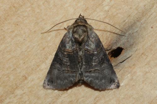 Réf. 169 891 : Abrostola tripartita