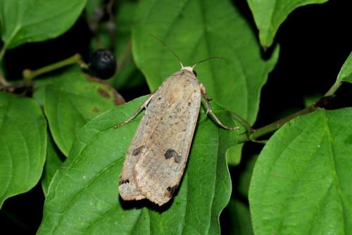 Noctua pronuba