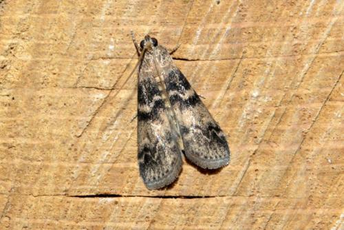 Réf. 169 893 : Euzophera pinguis
