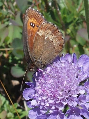 Réf. 169 281 : Erebia euryale