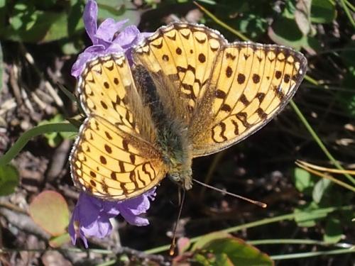 Réf. 169 375 : Argynnis niobe