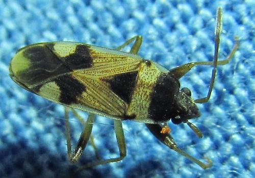 Réf. 169 272 : Liolobus walkeri