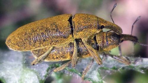 Réf. 169 998 : Lixus pulverulentus
