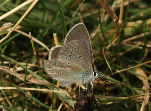 Réf. 169 948 : Aricia nicias