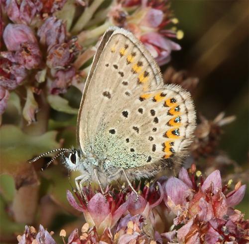 Réf. 169 963 : Plebejus idas