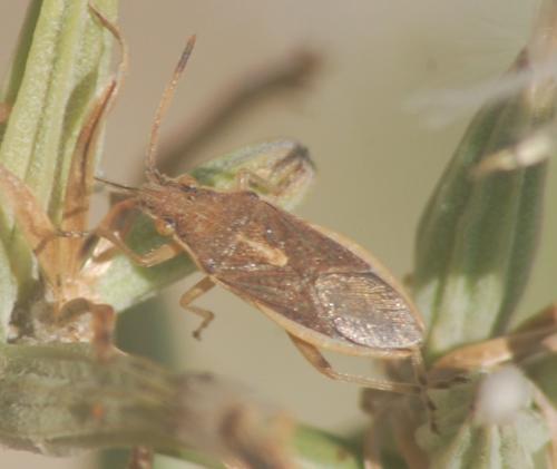 Réf. 169 470 : Maccevethus corsicus