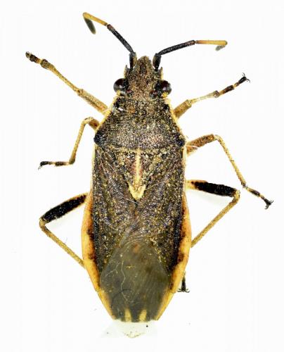 Réf. 169 481 : Maccevethus corsicus