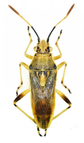 Réf. 169 463 : Maccevethus caucasicus